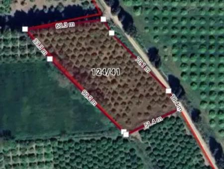 6206M2 Field For Sale In Ortaca Fevziye Refcode:sk830