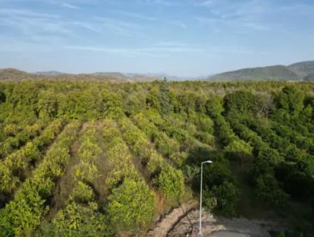 2055M2 Land For Sale From Cesur Real Estate Ref.code:dma1205