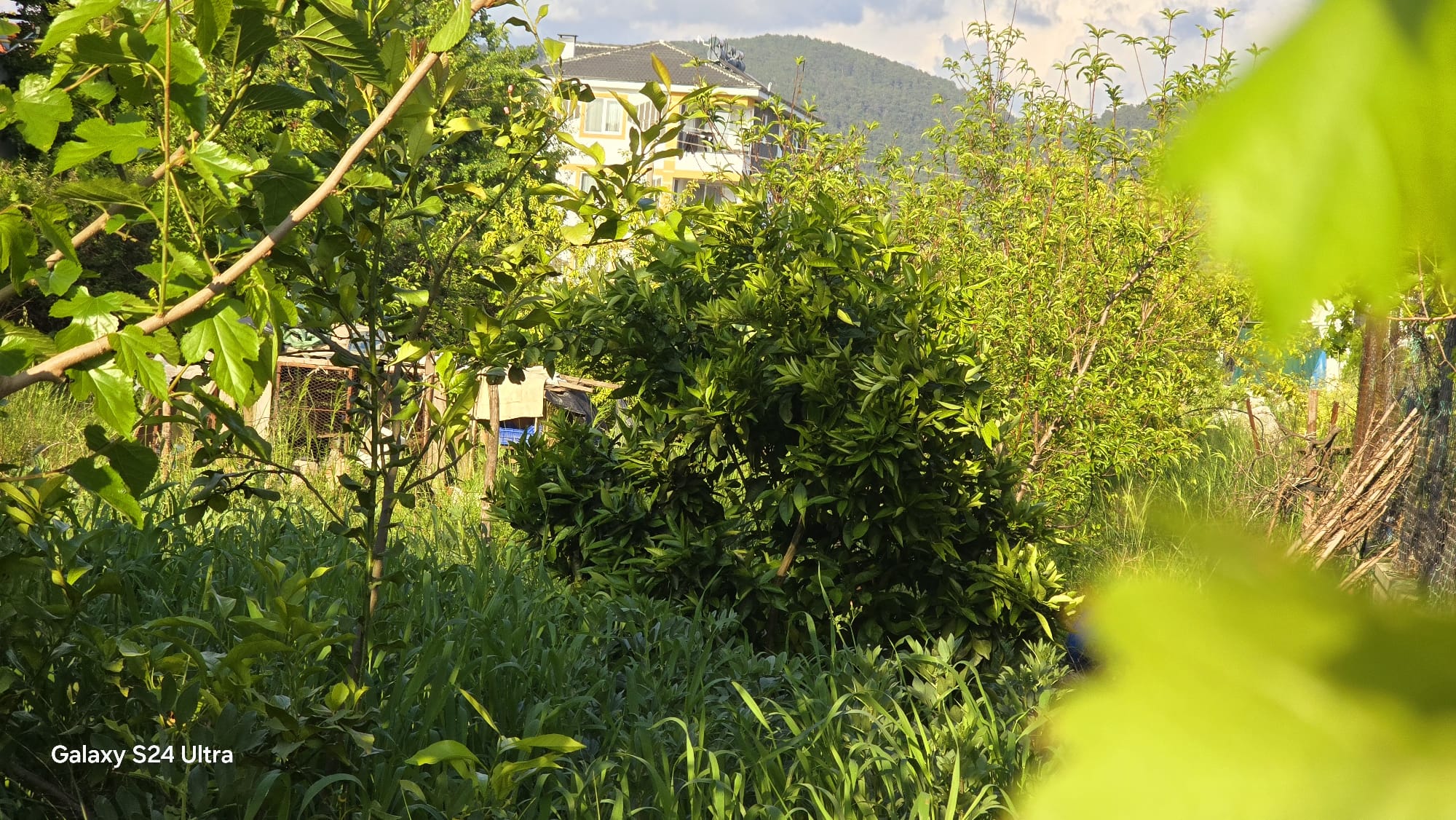 Cesur Emlak'tan Satılık Hürriyet Mahallesin de 433m2 Arsa