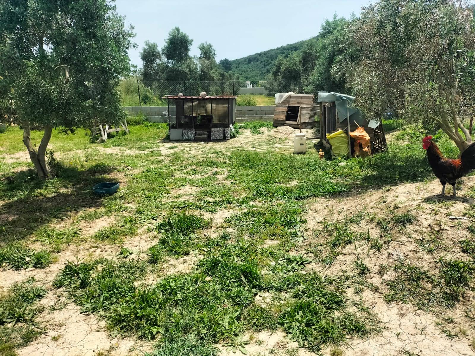 1887m² Arsada, 250m² Kullanımlı Özel Havuzlu Satılık Villa – Ortaca Fevziye 